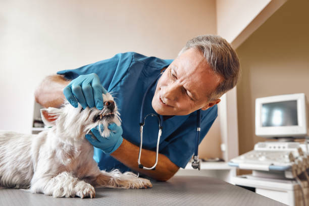  Palm City, FL Emergency Dentist Pros